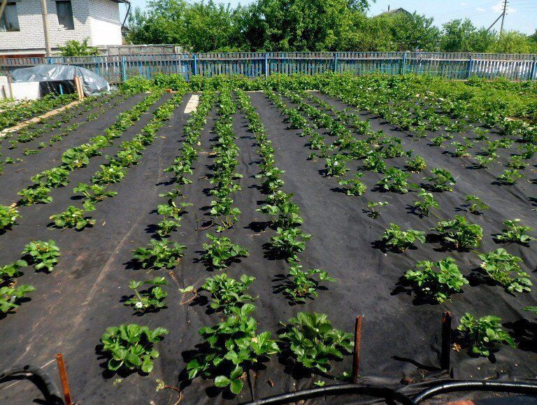 Agrotextil nețesut (Agrofibre) AWB8010050, negru UV, 80 g/m², 1 x 50 m AWB8010050 foto