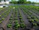 Agrotextil nețesut (Agrofibre) AWB8010050, negru UV, 80 g/m², 1 x 50 m AWB8010050 foto 2