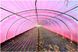 Пленка розовая UV + AB + LD + EVA 120мкр. H-8m, L-45m (36 месяцев) Турция ID999MARKET_6462424 фото 2